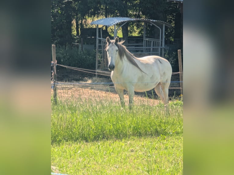 Cruzado Wałach 12 lat 155 cm Siwa in Salm