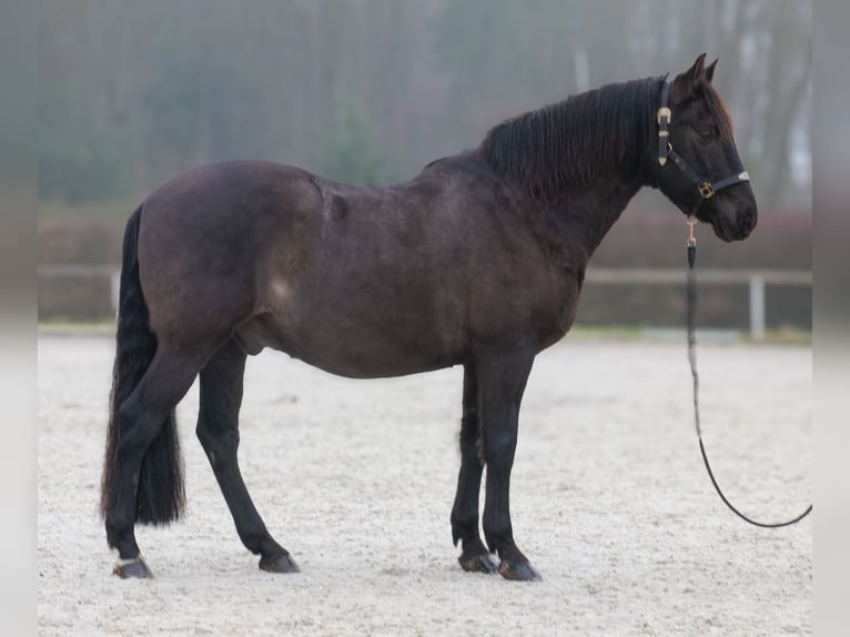 Cruzado Wałach 12 lat 158 cm Ciemnogniada in Neustadt (Wied)