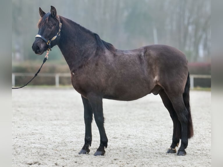 Cruzado Wałach 12 lat 158 cm Ciemnogniada in Neustadt (Wied)