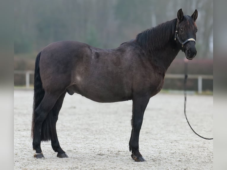 Cruzado Wałach 12 lat 158 cm Ciemnogniada in Neustadt (Wied)