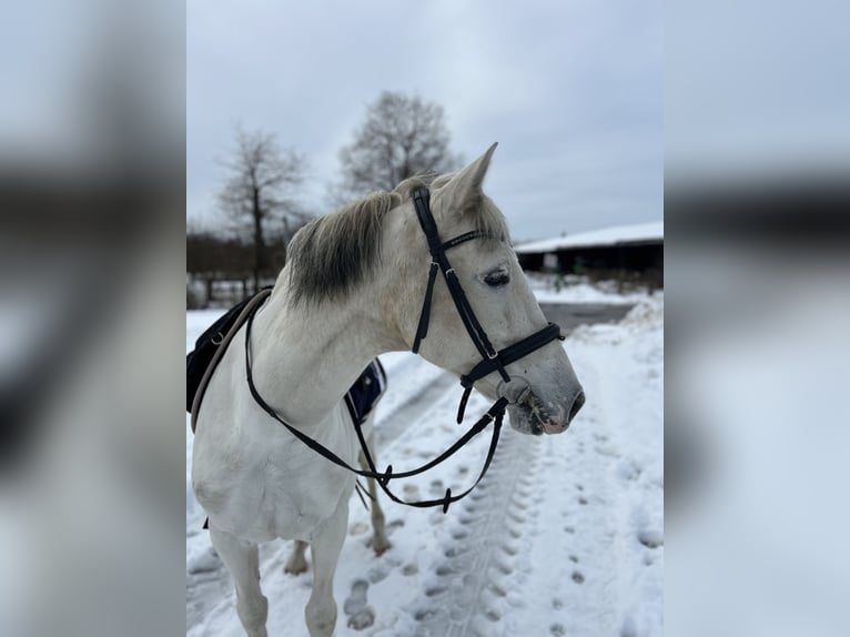 Cruzado Wałach 12 lat 158 cm Siwa in Prichsenstadt