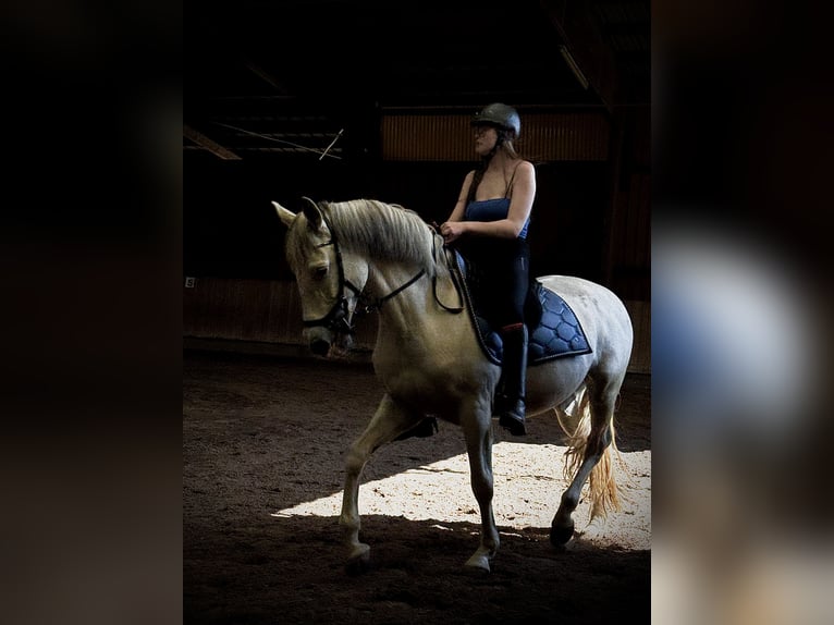 Cruzado Wałach 12 lat 158 cm Siwa in Prichsenstadt