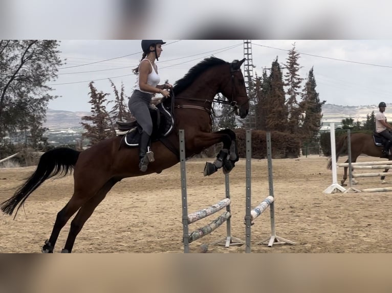 Cruzado Wałach 12 lat 160 cm Gniada in Sangonera La Verde