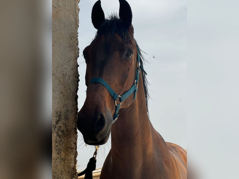 Cruzado Wałach 12 lat 160 cm Gniada in Sangonera La Verde