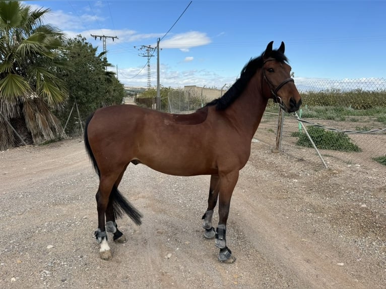 Cruzado Wałach 12 lat 160 cm Gniada in Sangonera La Verde