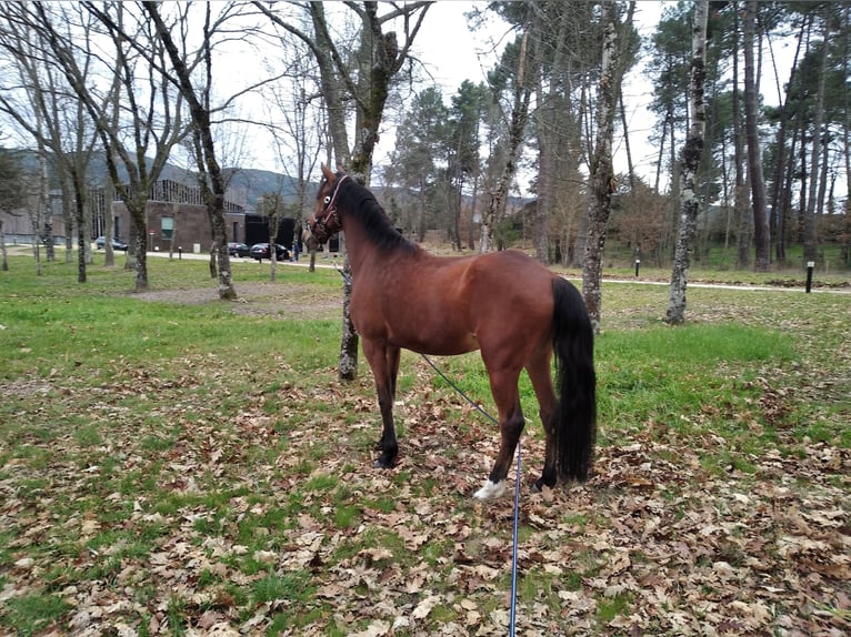 Cruzado Mix Wałach 12 lat 163 cm Jasnogniada in Vila Pouca de Aguiar