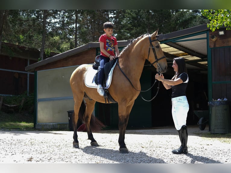 Cruzado Wałach 12 lat 165 cm Szampańska in Città di castello