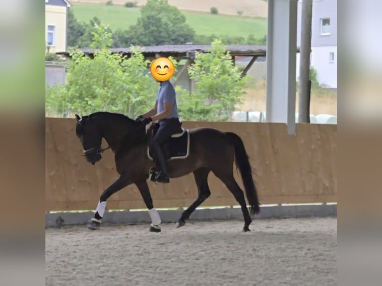 Cruzado Wałach 12 lat 172 cm Kara in Einbeck