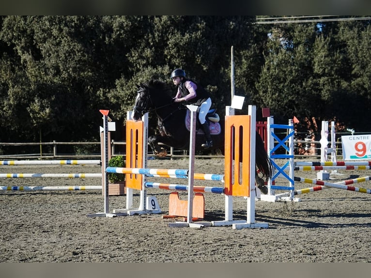 Cruzado Wałach 13 lat 149 cm Kara in Blanes
