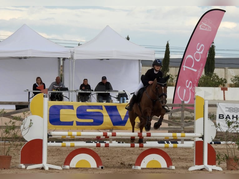 Cruzado Wałach 13 lat 156 cm Kasztanowata in Ciutadella De Menorca