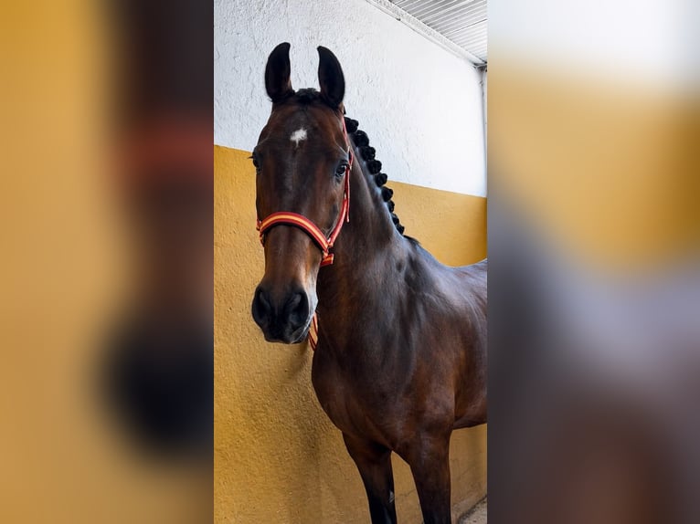 Cruzado Wałach 13 lat 160 cm Gniada in Paracuellos De Jarama