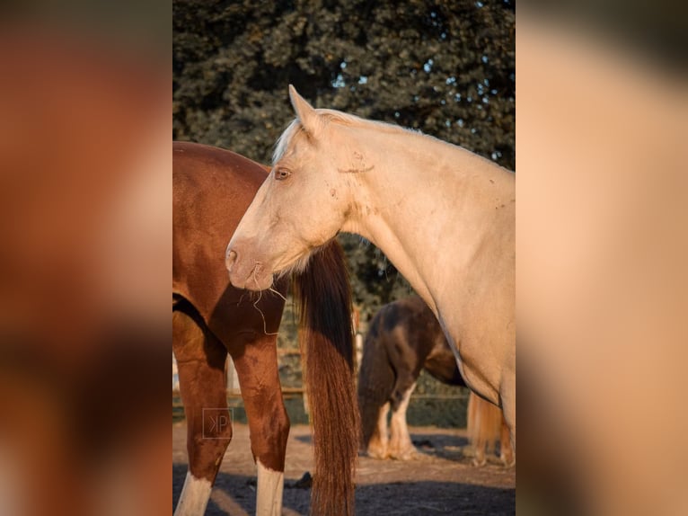 Cruzado Wałach 14 lat 130 cm Perlino in Wandlitz