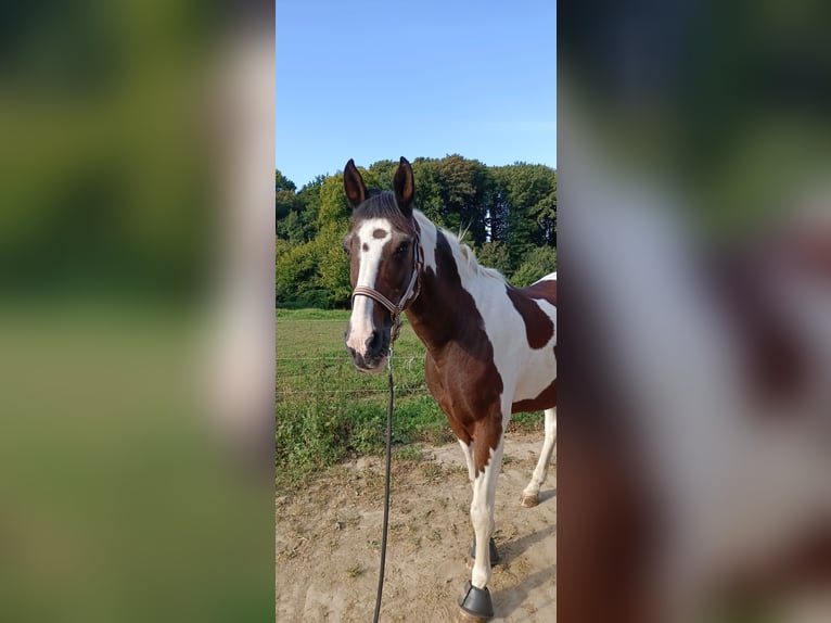 Cruzado Mix Wałach 14 lat 158 cm Srokata in R&#xF6;srath
