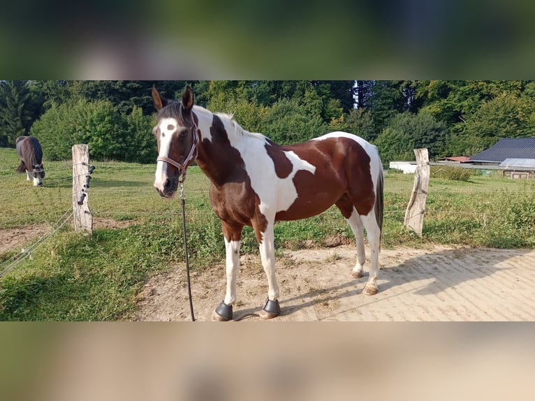 Cruzado Mix Wałach 14 lat 158 cm Srokata in R&#xF6;srath
