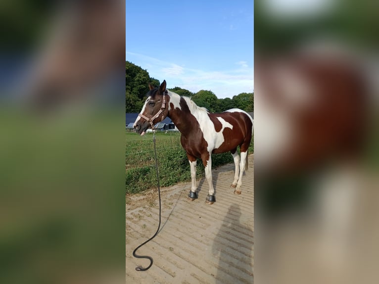Cruzado Mix Wałach 14 lat 158 cm Srokata in R&#xF6;srath