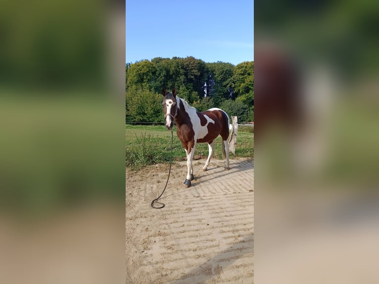 Cruzado Mix Wałach 14 lat 158 cm Srokata in R&#xF6;srath