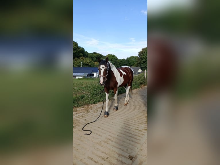 Cruzado Mix Wałach 14 lat 158 cm Srokata in R&#xF6;srath