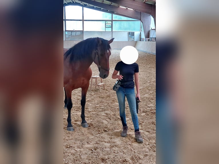 Cruzado Wałach 14 lat 160 cm Gniada in Iserlohn