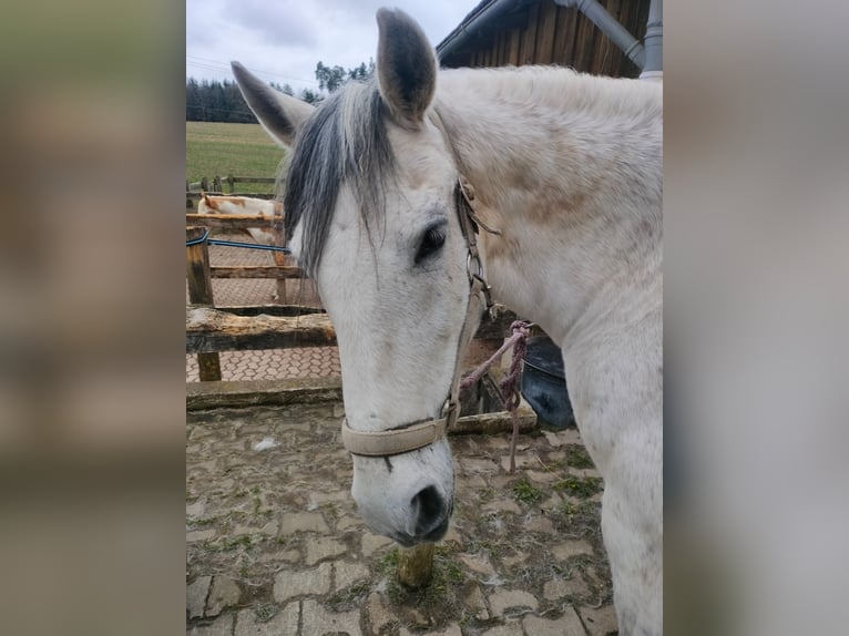 Cruzado Wałach 15 lat 143 cm Siwa jabłkowita in Furth