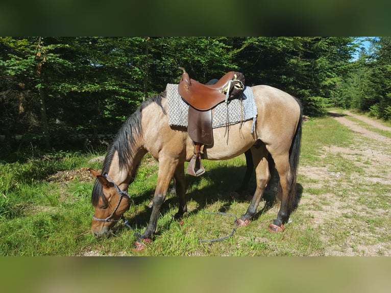 Cruzado Wałach 15 lat 153 cm Gniadodereszowata in Haiterbach