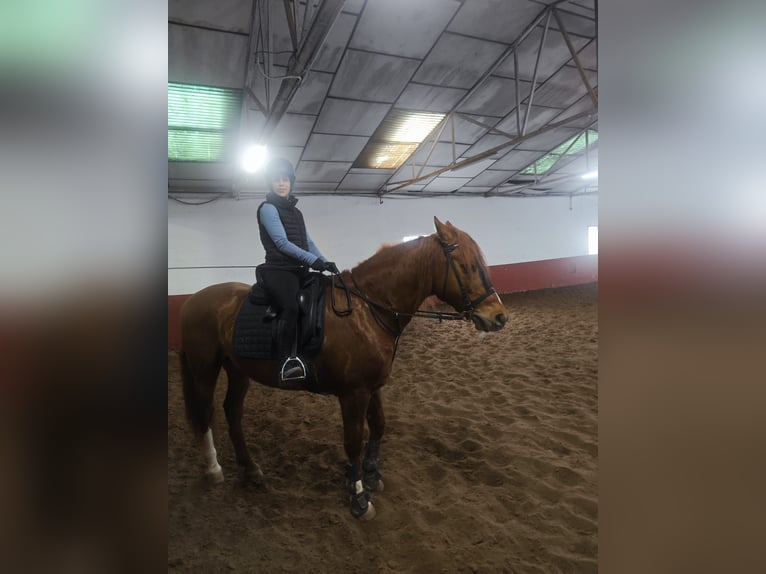 Cruzado Wałach 15 lat 163 cm Kasztanowata in Griñon