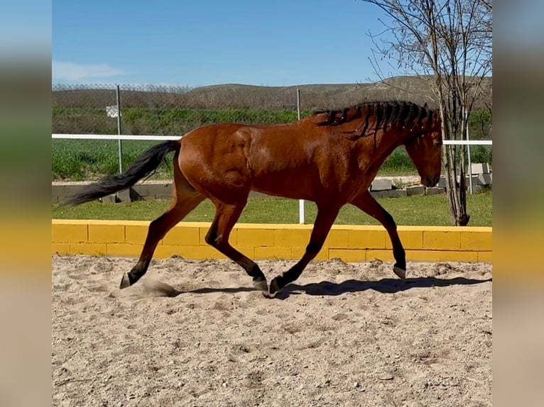 Cruzado Wałach 15 lat 165 cm  in Ciempozuelos