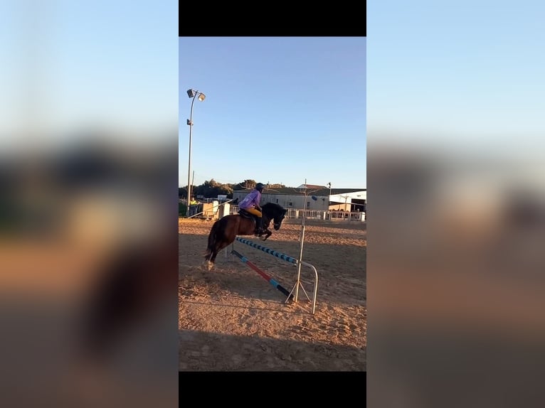 Cruzado Wałach 18 lat 138 cm Ciemnogniada in Alaior