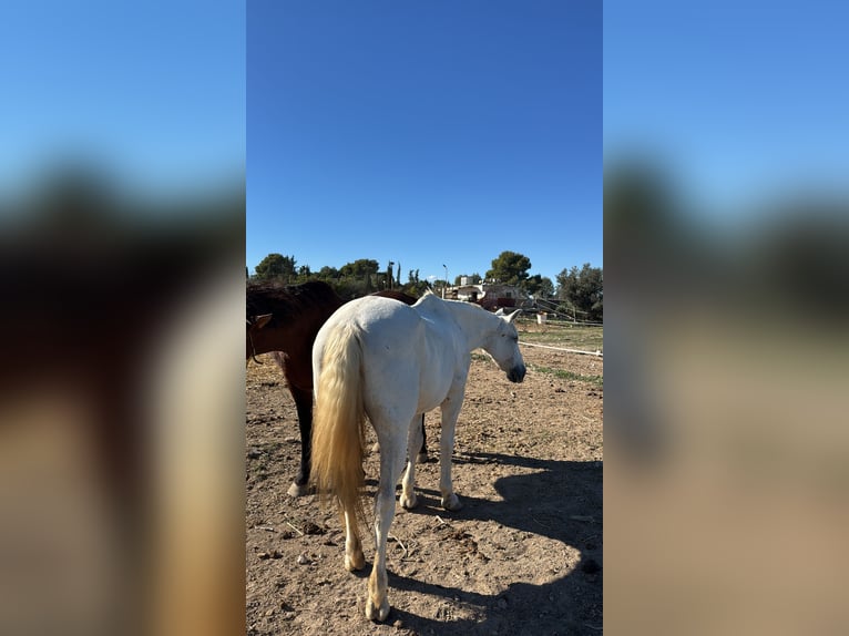 Cruzado Wałach 23 lat 157 cm Siwa in Montebello