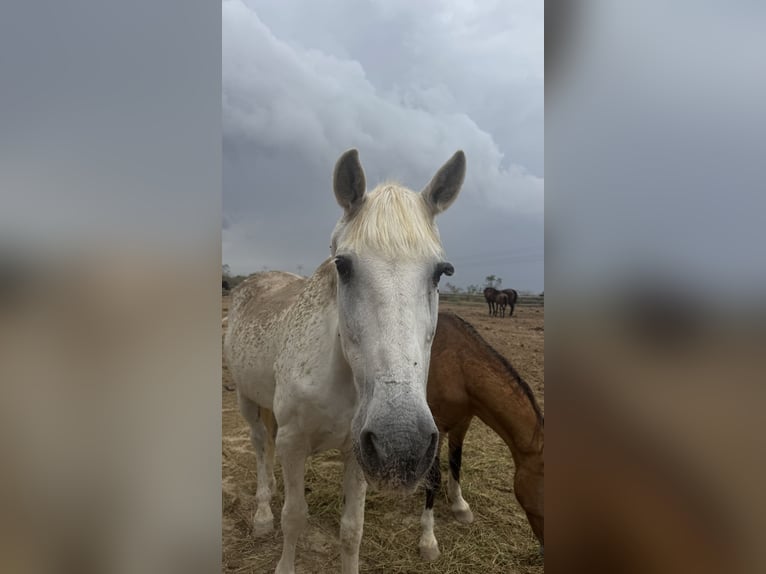 Cruzado Wałach 23 lat 157 cm Siwa in Montebello