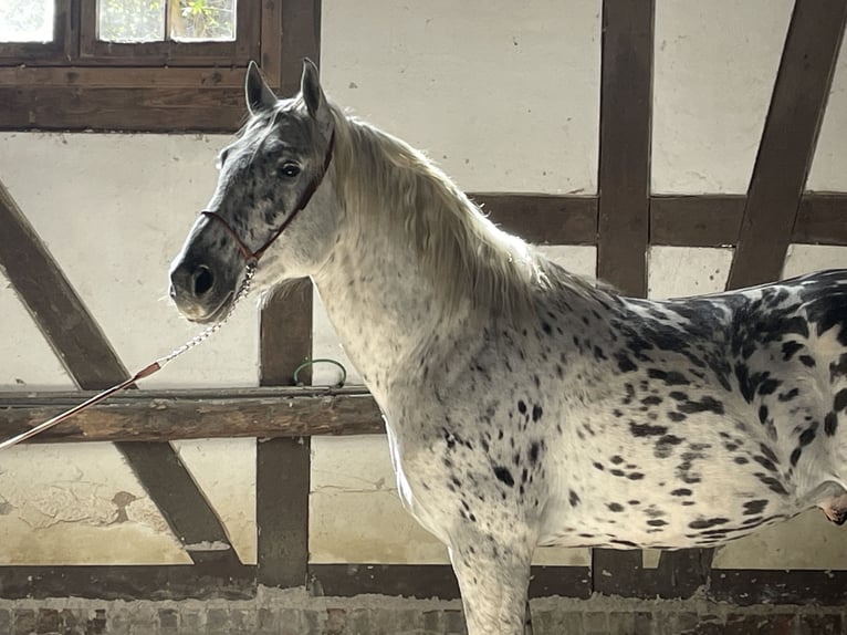 Cruzado Wałach 3 lat 156 cm Tarantowata in Meißner