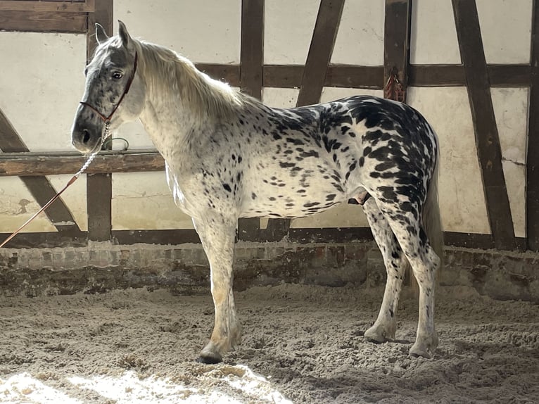 Cruzado Wałach 3 lat 156 cm Tarantowata in Meißner