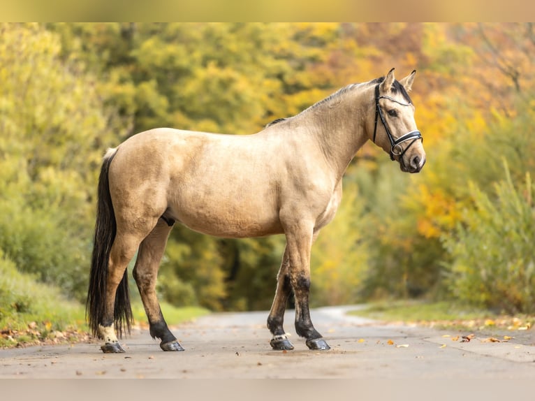Cruzado Wałach 3 lat 159 cm Bułana in Windhagen