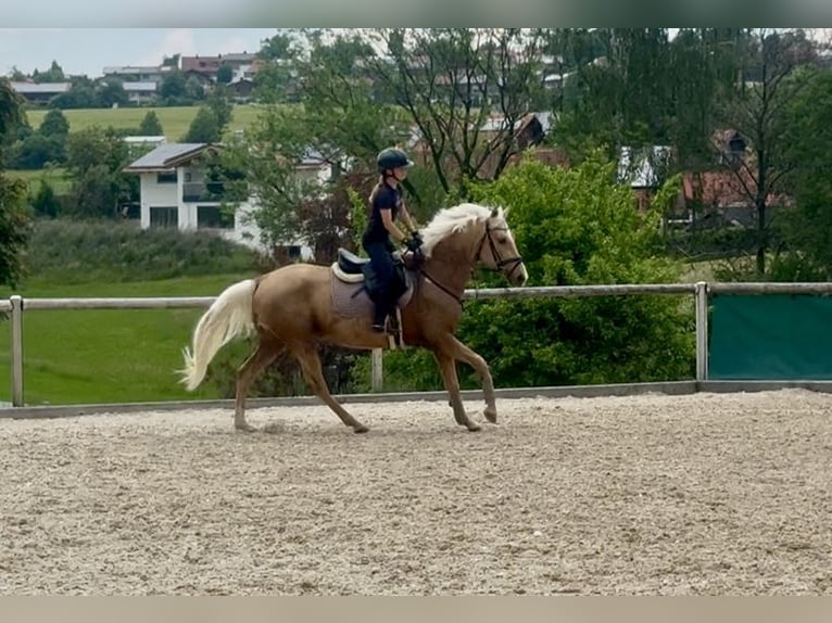 Cruzado Wałach 4 lat 153 cm Izabelowata in Altusried