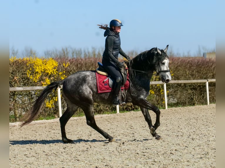 Cruzado Wałach 4 lat 155 cm Siwa in Neustadt (Wied)