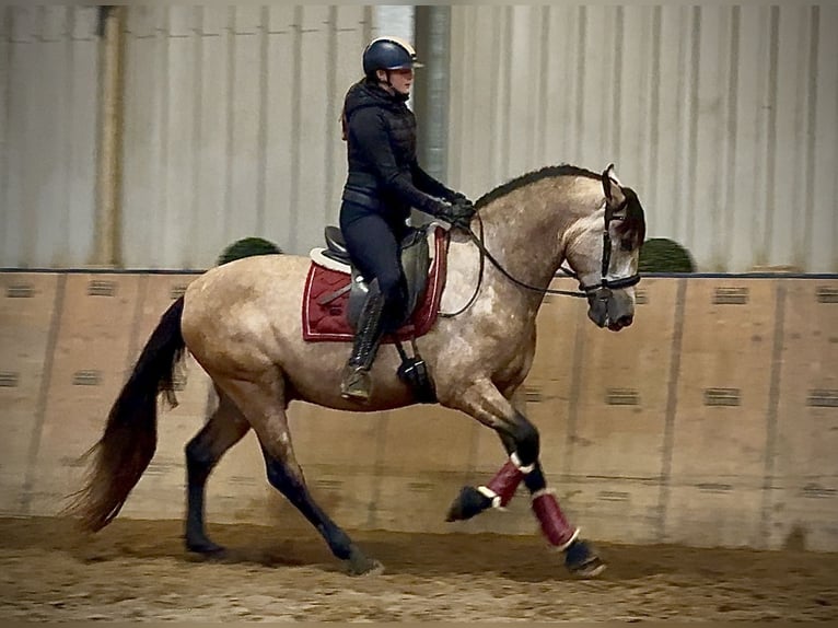 Cruzado Wałach 4 lat 158 cm Formy Brown Falb in Neustadt (Wied)