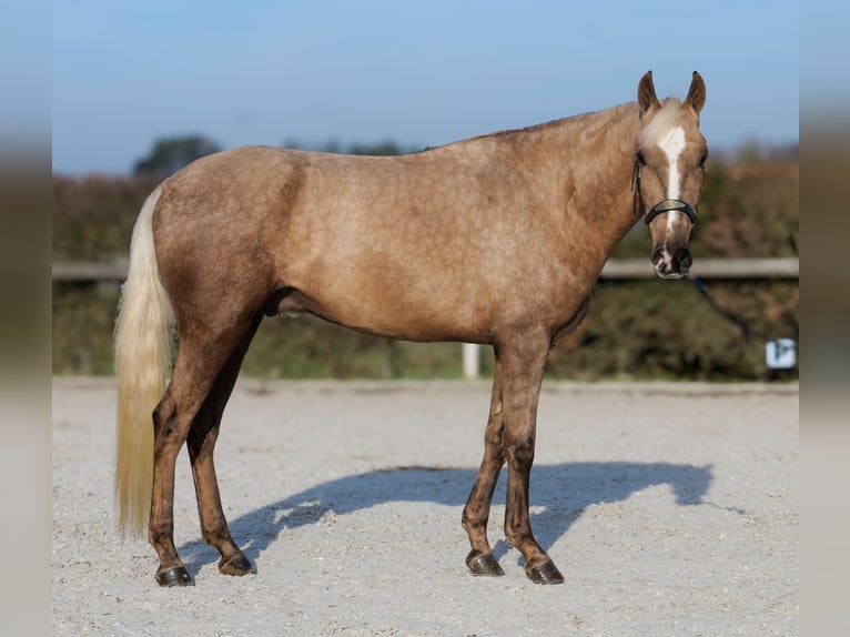 Cruzado Wałach 4 lat 160 cm Izabelowata in Neustadt (Wied)