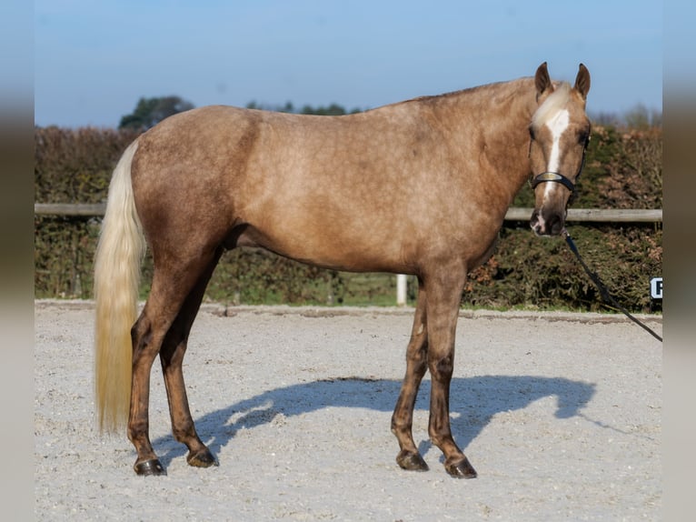 Cruzado Wałach 4 lat 160 cm Izabelowata in Neustadt (Wied)