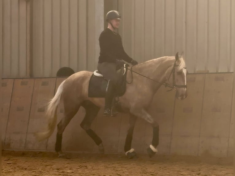 Cruzado Wałach 4 lat 160 cm Izabelowata in Neustadt (Wied)
