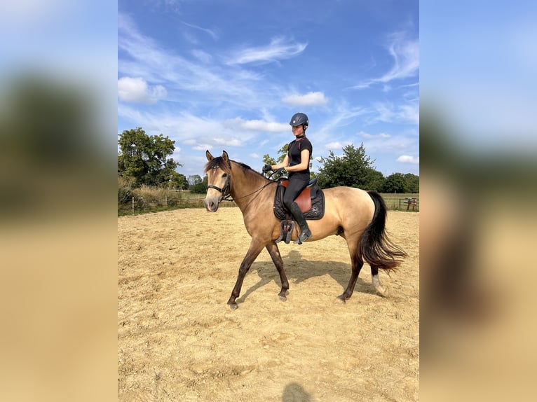 Cruzado Wałach 4 lat 166 cm Jelenia in Lippetal