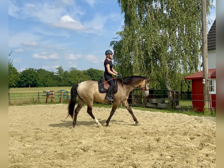 Cruzado Wałach 4 lat 166 cm Jelenia in Lippetal