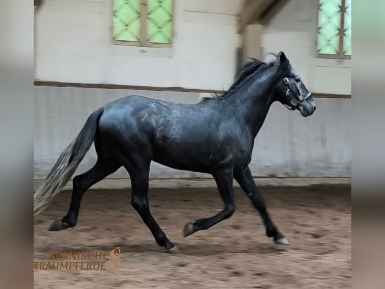 Cruzado Mix Wałach 5 lat 154 cm Karosiwa in Traventhal