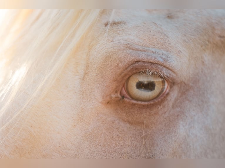 Cruzado Wałach 5 lat 156 cm Szampańska in Friedrichshafen