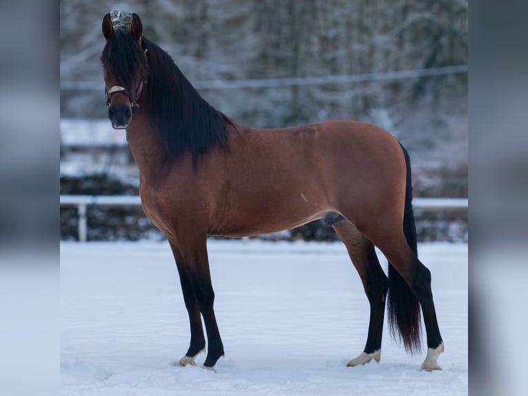 Cruzado Wałach 5 lat 158 cm Gniada in Neustadt (Wied)