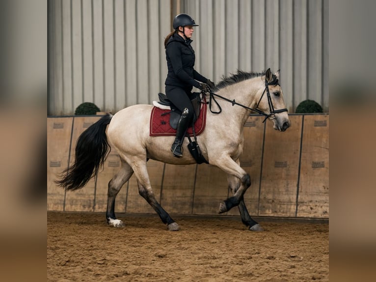 Cruzado Wałach 5 lat 162 cm Bułana in Neustadt (Wied)