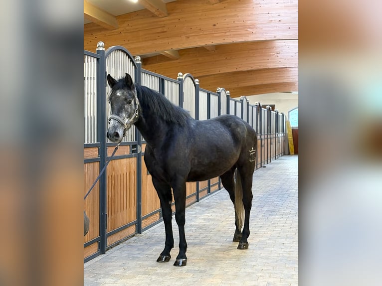 Cruzado Mix Wałach 5 lat 162 cm Karosiwa in Westerheim