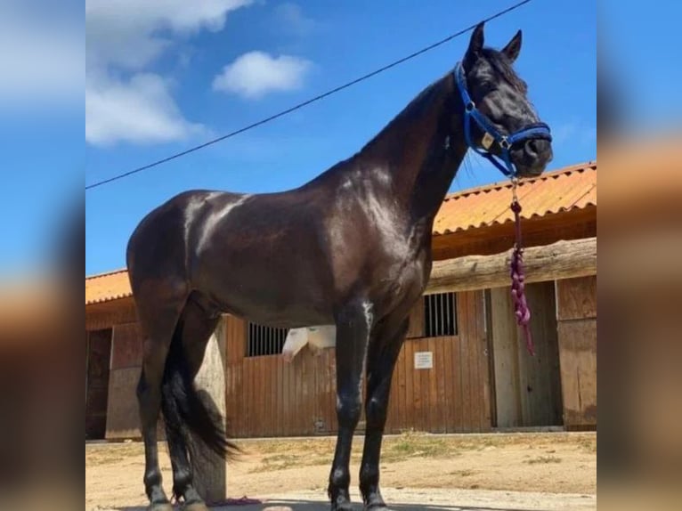 Cruzado Wałach 5 lat 163 cm Kara in Sabadell Cruzado Wałach 5 lat 163 cm Kara in Sabadell