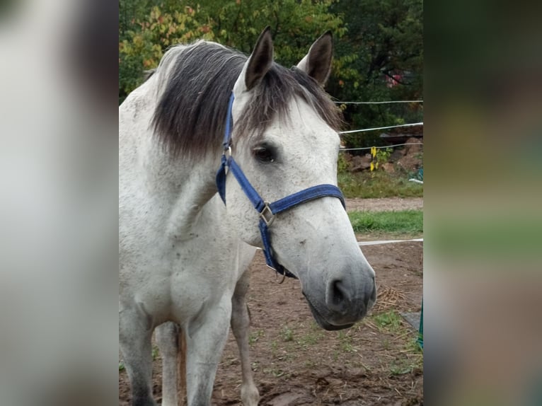 Cruzado Wałach 5 lat 165 cm  in Bělá nad Radbuzou