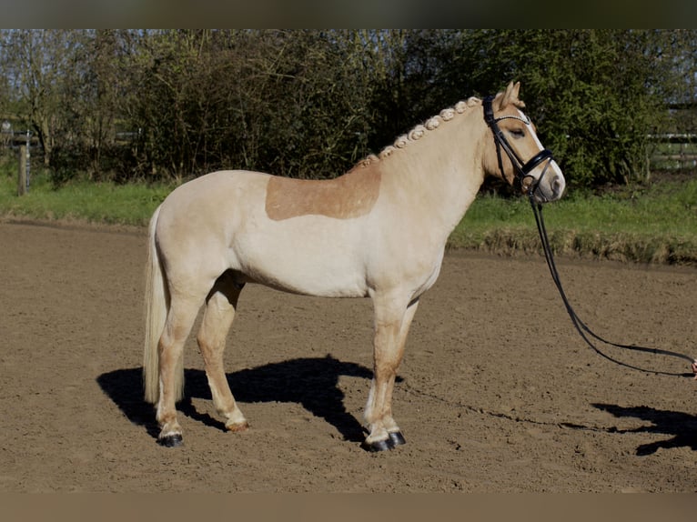 Cruzado Wałach 6 lat 143 cm Perłowa in Coesfeld