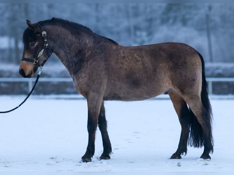 Cruzado Wałach 6 lat 148 cm Bułana in Neustadt (Wied)