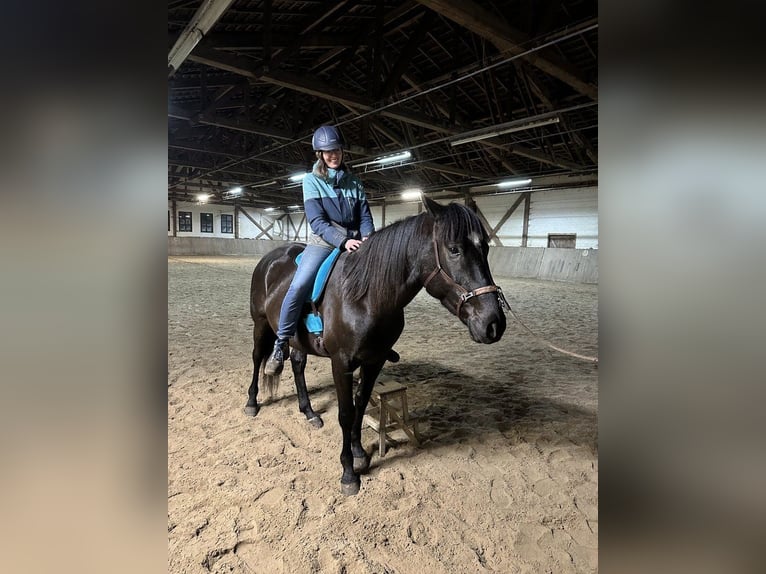 Cruzado Mix Wałach 6 lat 163 cm Ciemnogniada in Langenhagen